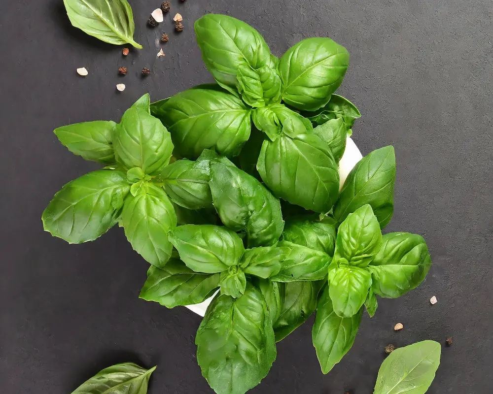 Basil