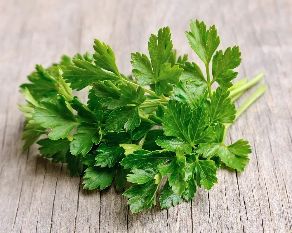 Coriander Leaves