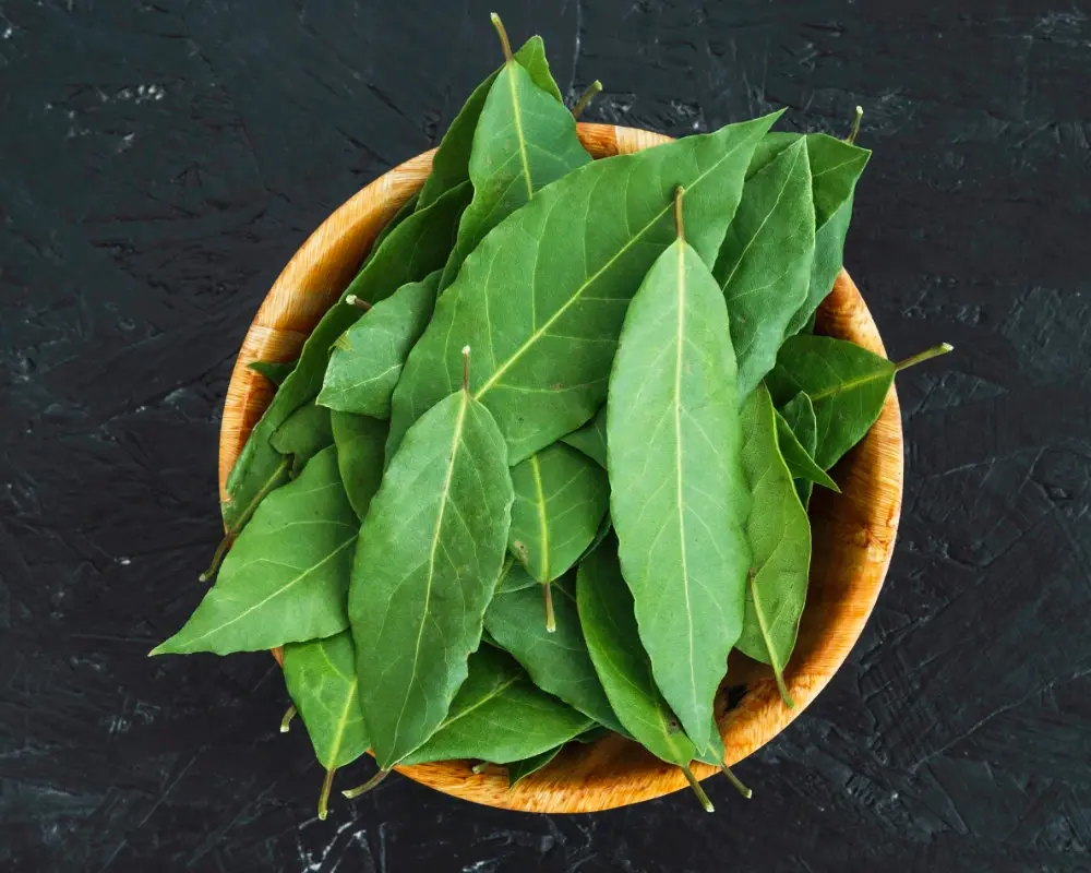 Curry Leaves