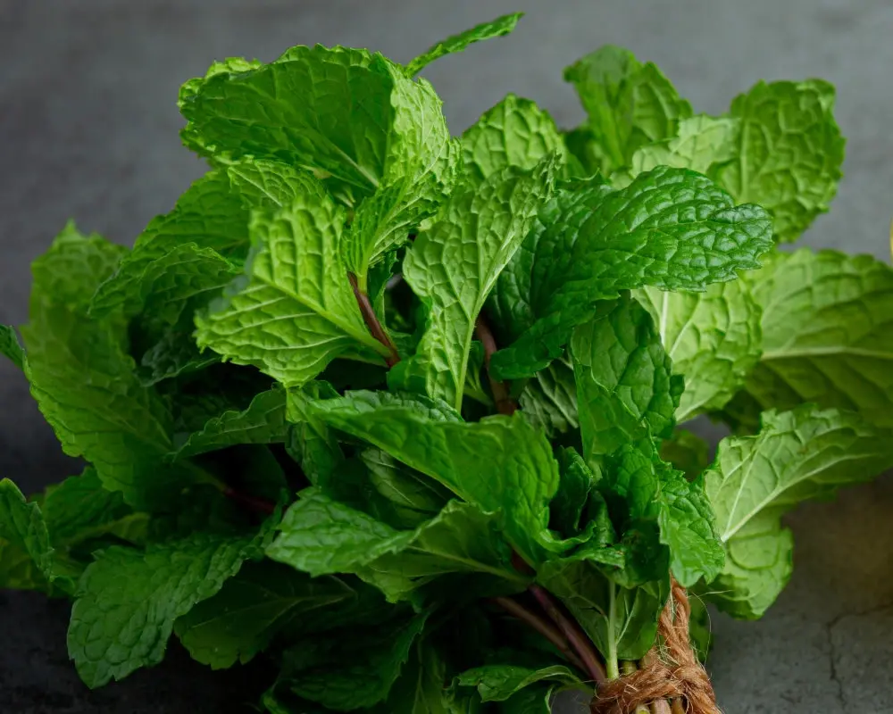 Mint Leaves