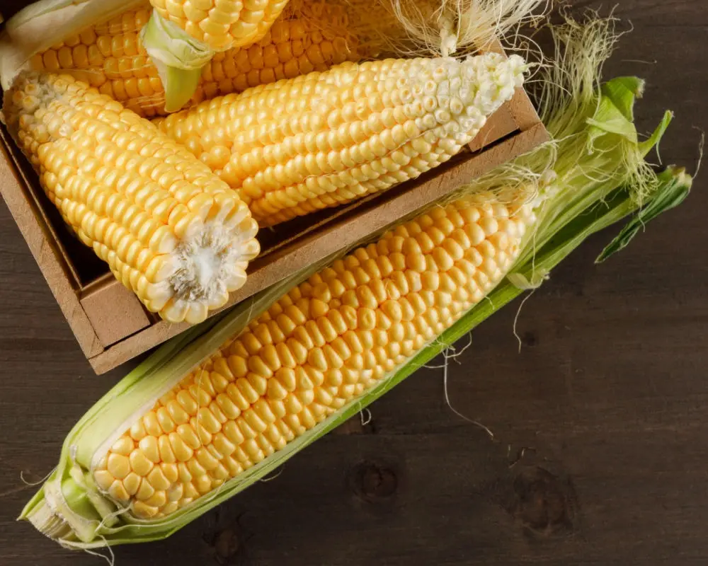 Corn on the Cob (Whole Corn Cobs)