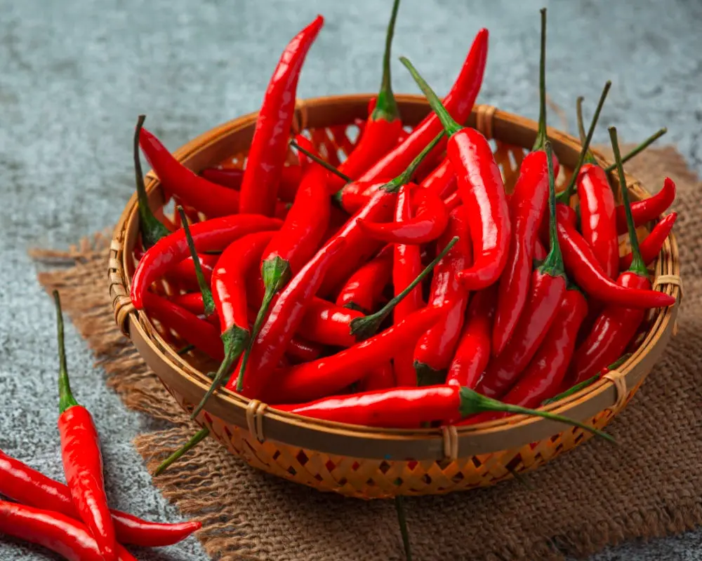 Red Chillies